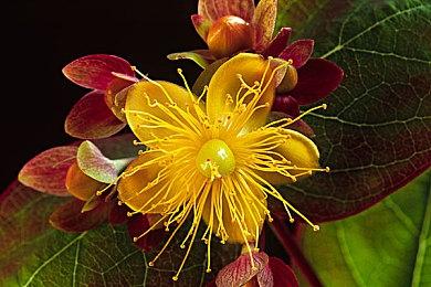 《Fate＆Samurai Remnant》TGS新情报 故事剧情周目等公开